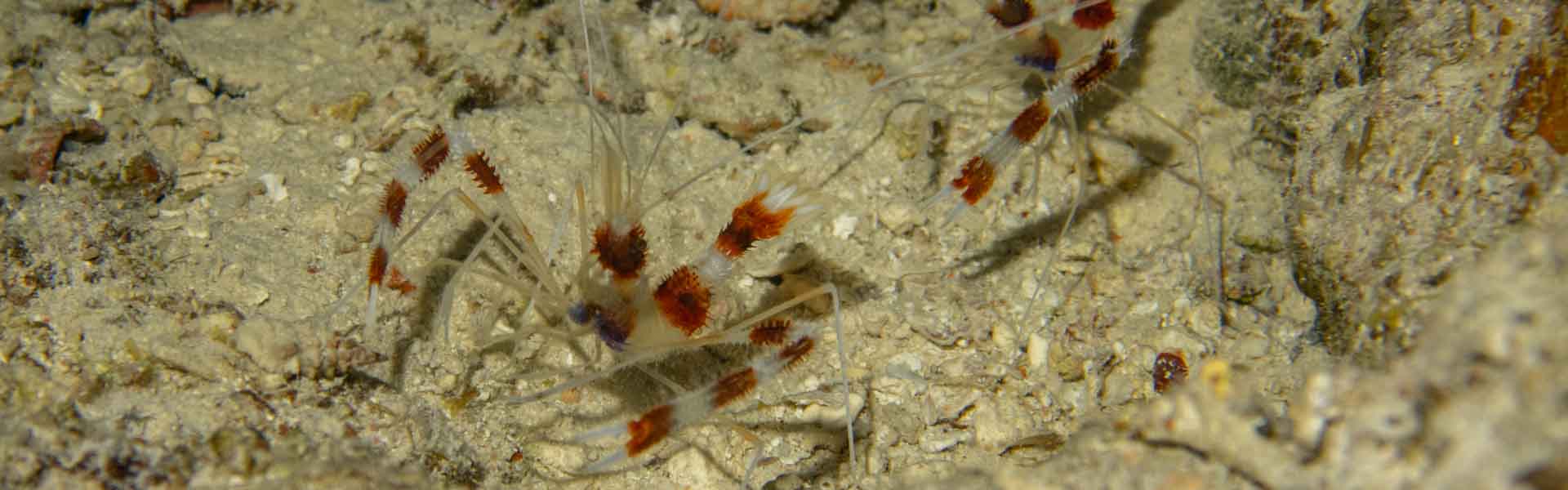 Boxer shrimp